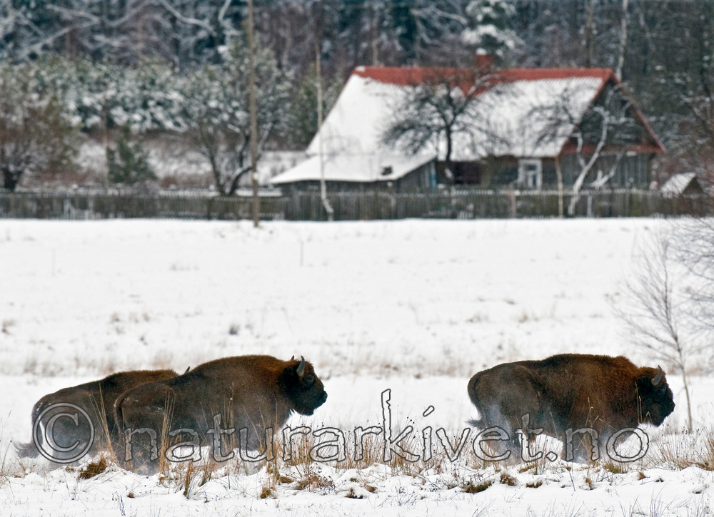 BB 11 0006 / Bison bonasus / Visent
