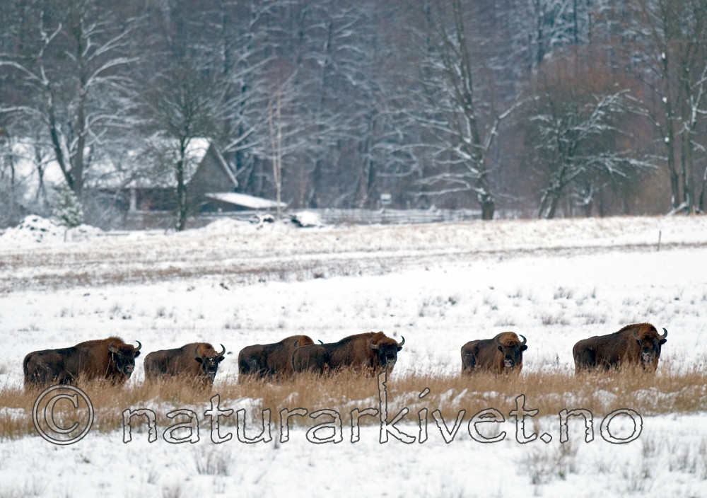 BB 11 0007 / Bison bonasus / Visent