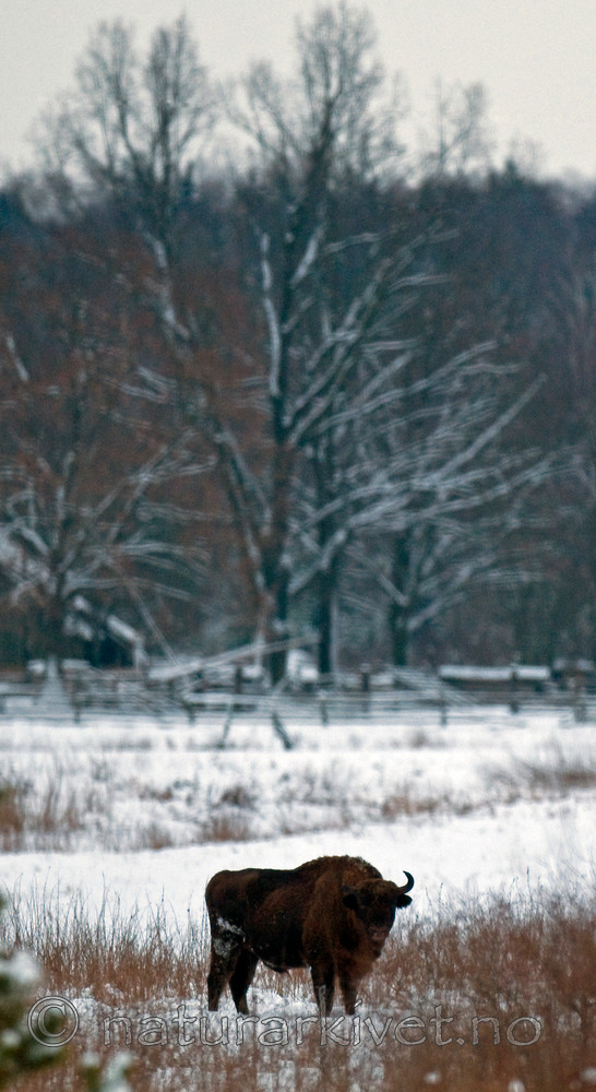 BB 11 0008 / Bison bonasus / Visent