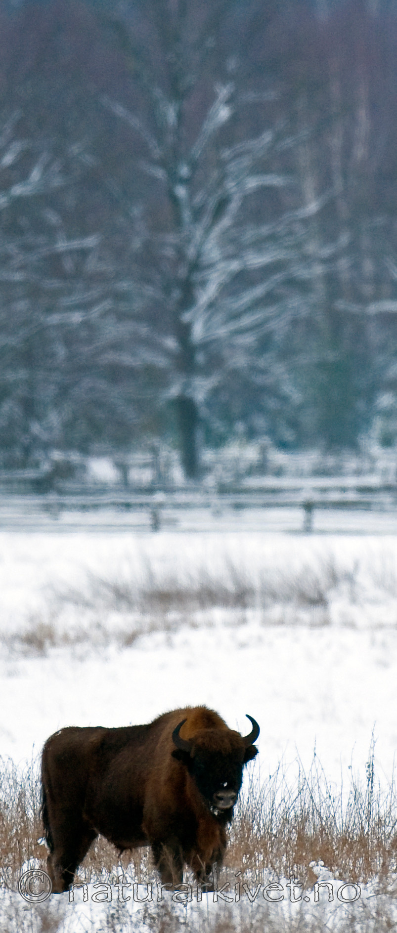 BB 11 0009 / Bison bonasus / Visent