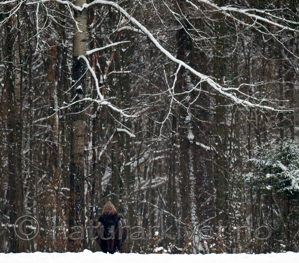 BB 11 0010 / Bison bonasus / Visent