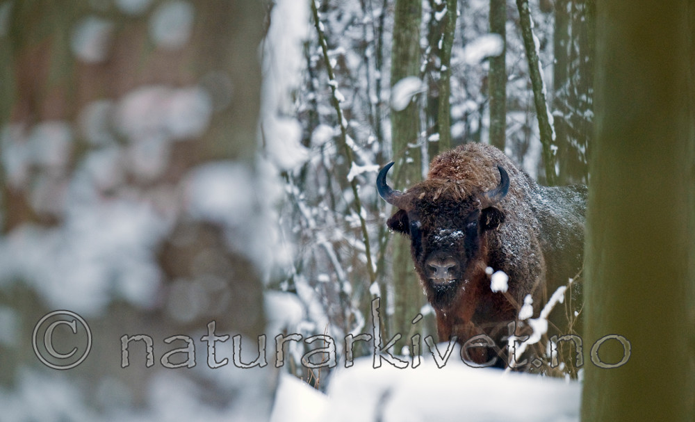 BB 11 0011 / Bison bonasus / Visent