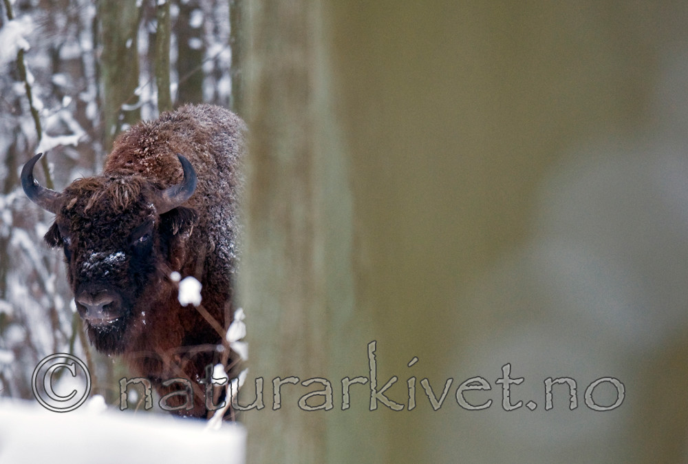 BB 11 0012 / Bison bonasus / Visent