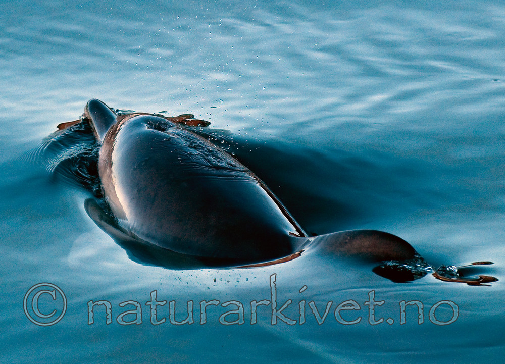 BB 11 0013 / Delphinus delphis / Gulflankedelfin