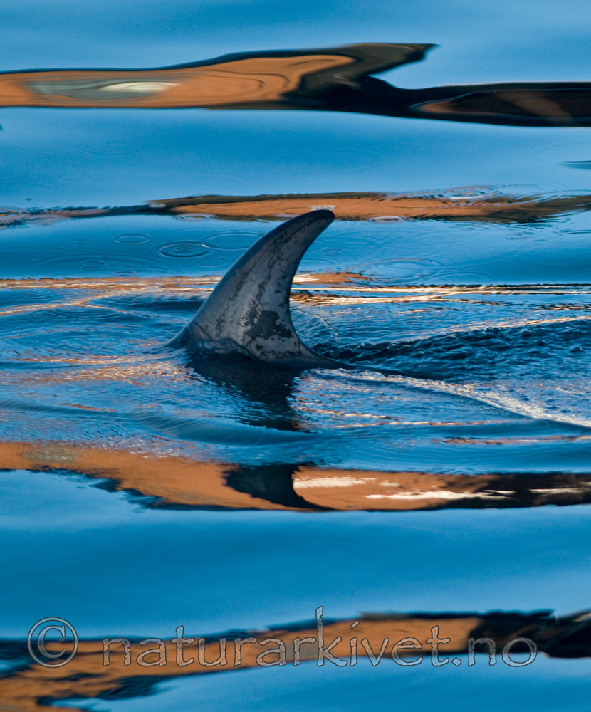BB 11 0014 / Delphinus delphis / Gulflankedelfin