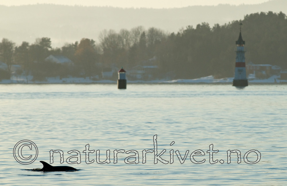 BB 11 0016 / Delphinus delphis / Gulflankedelfin