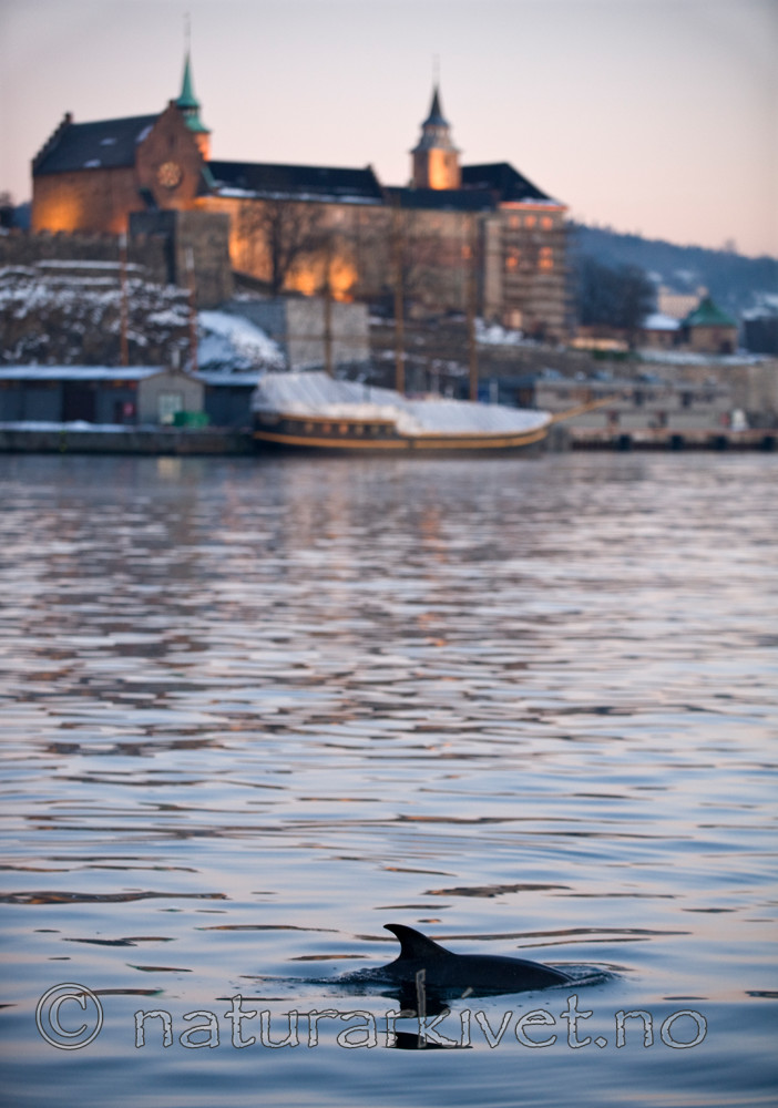 BB 11 0017 / Delphinus delphis / Gulflankedelfin