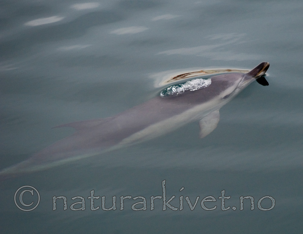 BB 11 0018 / Delphinus delphis / Gulflankedelfin