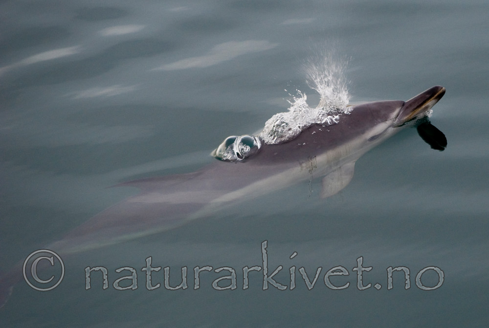 BB 11 0019 / Delphinus delphis / Gulflankedelfin