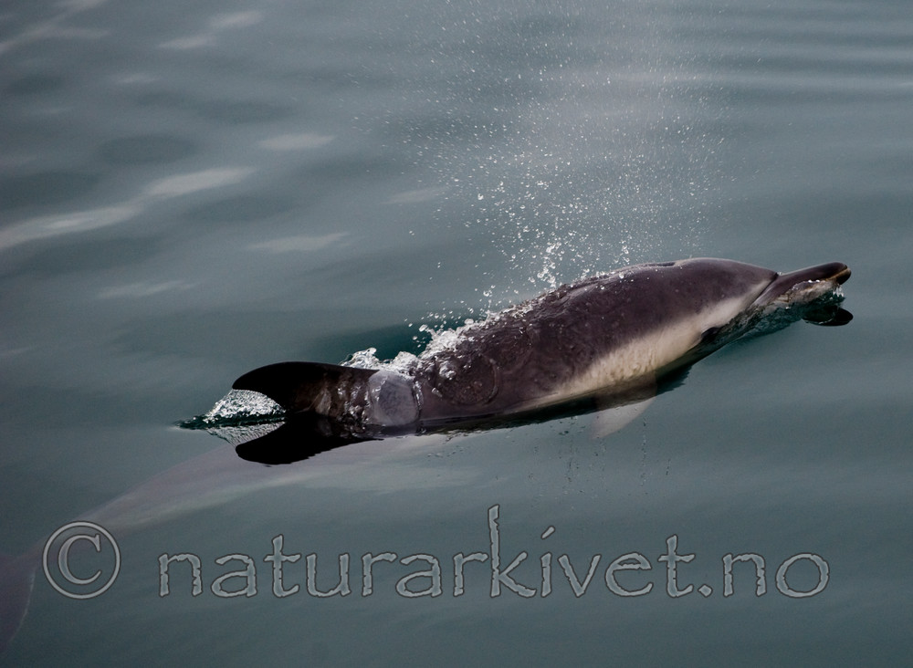 BB 11 0020 / Delphinus delphis / Gulflankedelfin
