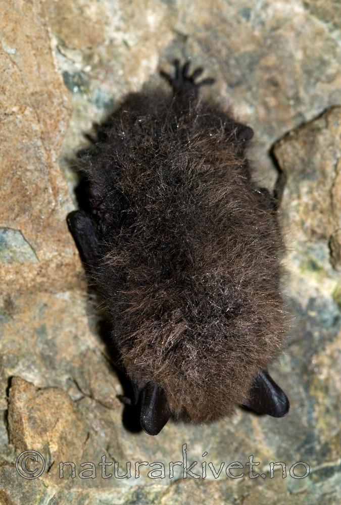 BB 11 0025 / Myotis brandtii / Skogflaggermus <br /> Myotis mystacinus / Skjeggflaggermus