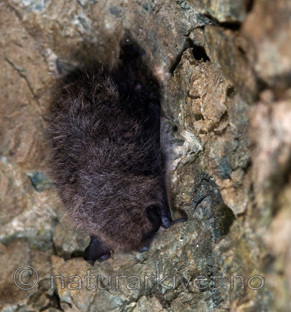 BB 11 0026 / Myotis brandtii / Skogflaggermus <br /> Myotis mystacinus / Skjeggflaggermus