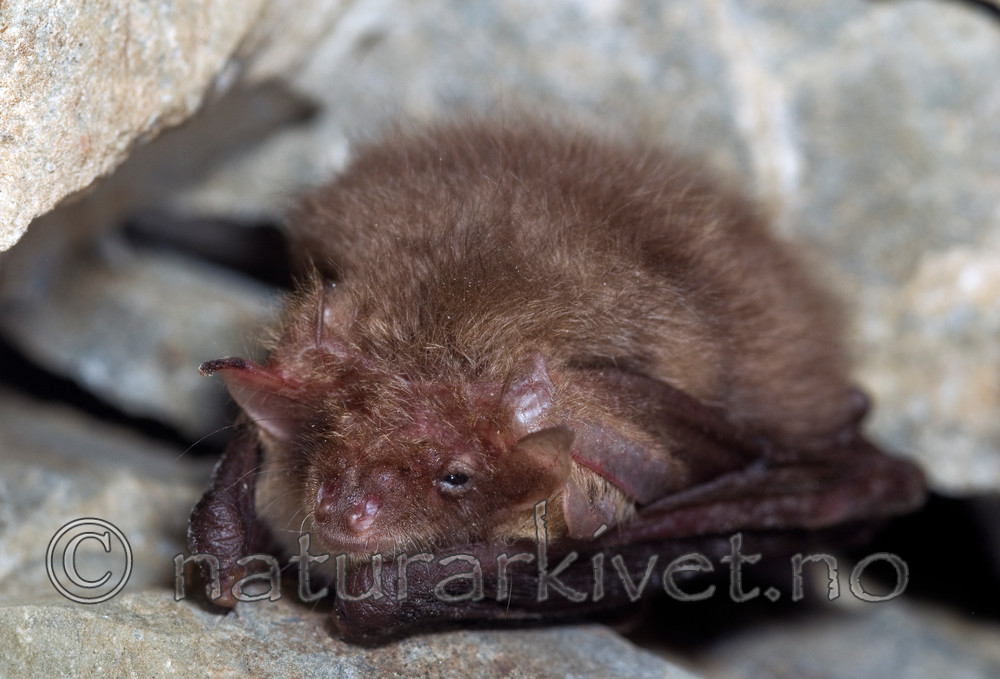 BB 11 0030 / Plecotus auritus / Brunlangøre