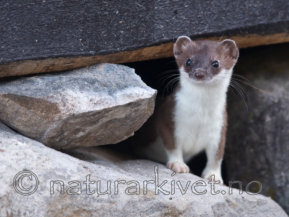 BB 11 0039 / Mustela erminea / Røyskatt