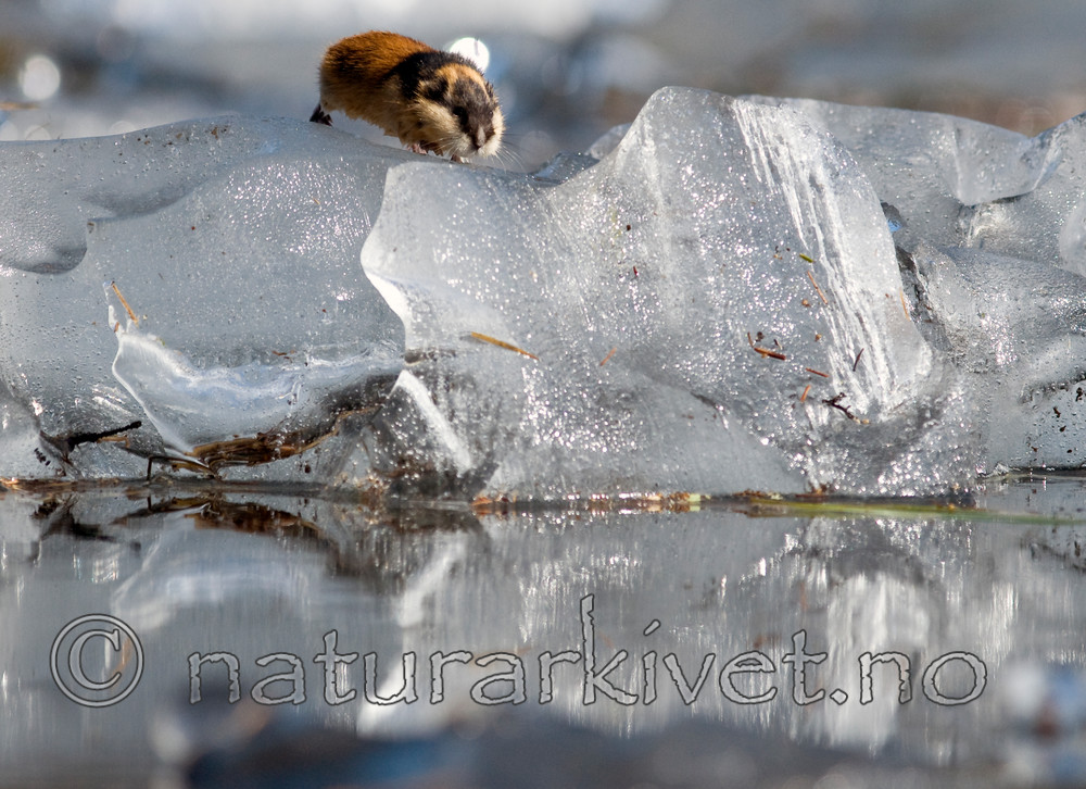 BB 11 0040 / Lemmus lemmus / Lemen