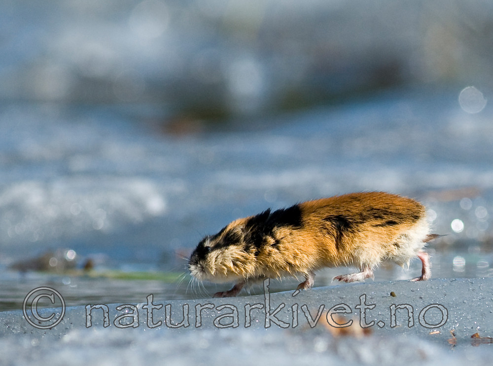 BB 11 0041 / Lemmus lemmus / Lemen