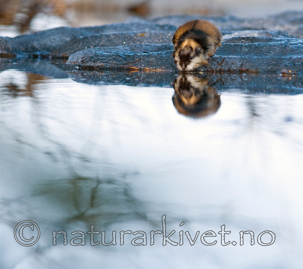 BB 11 0052 / Lemmus lemmus / Lemen