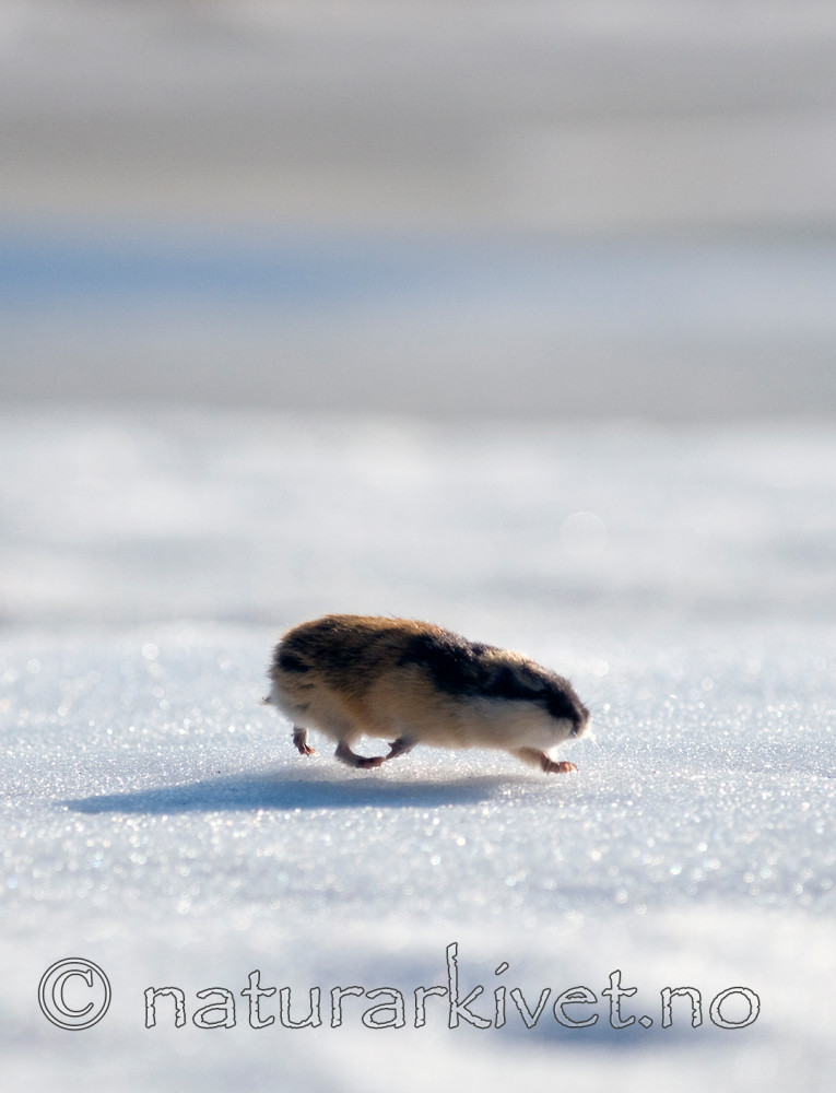 BB 11 0053 / Lemmus lemmus / Lemen