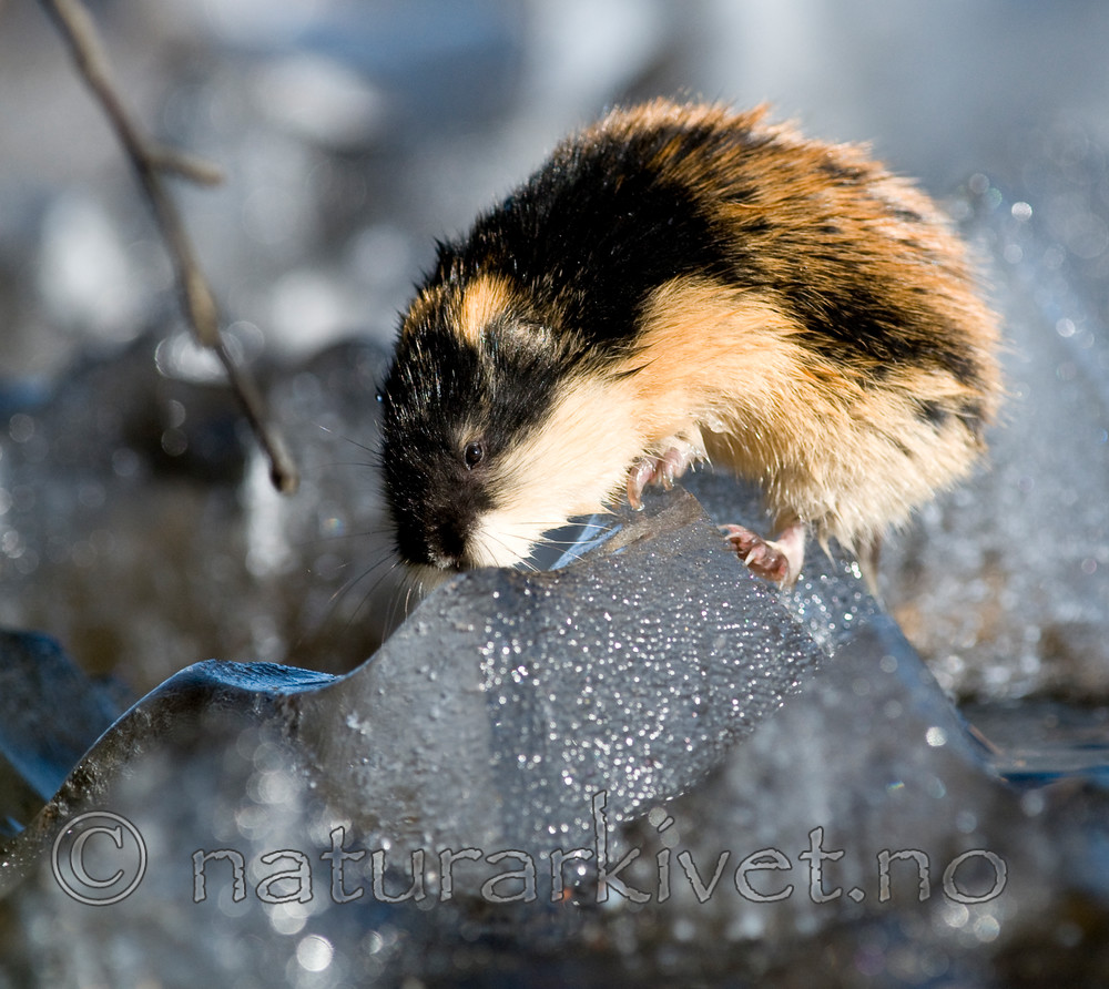 BB 11 0054 / Lemmus lemmus / Lemen