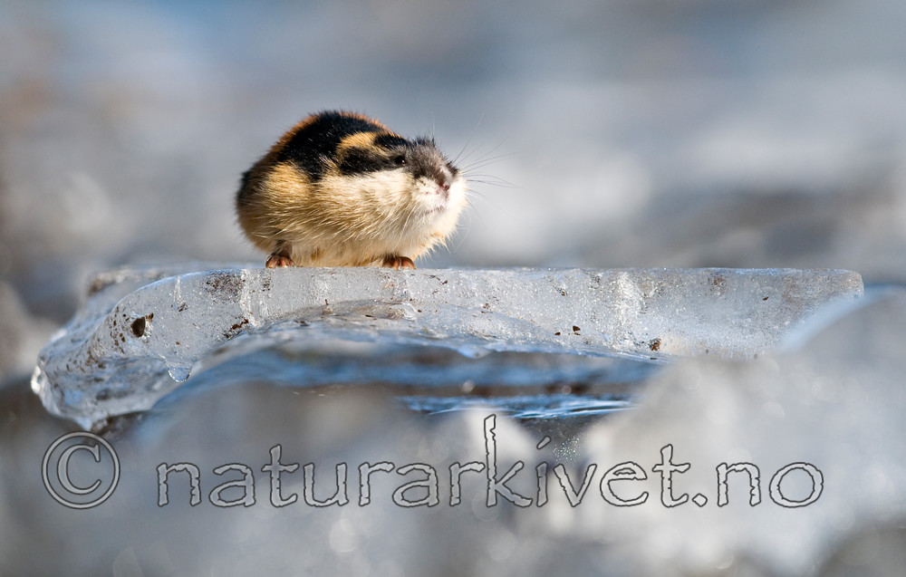 BB 11 0055 / Lemmus lemmus / Lemen