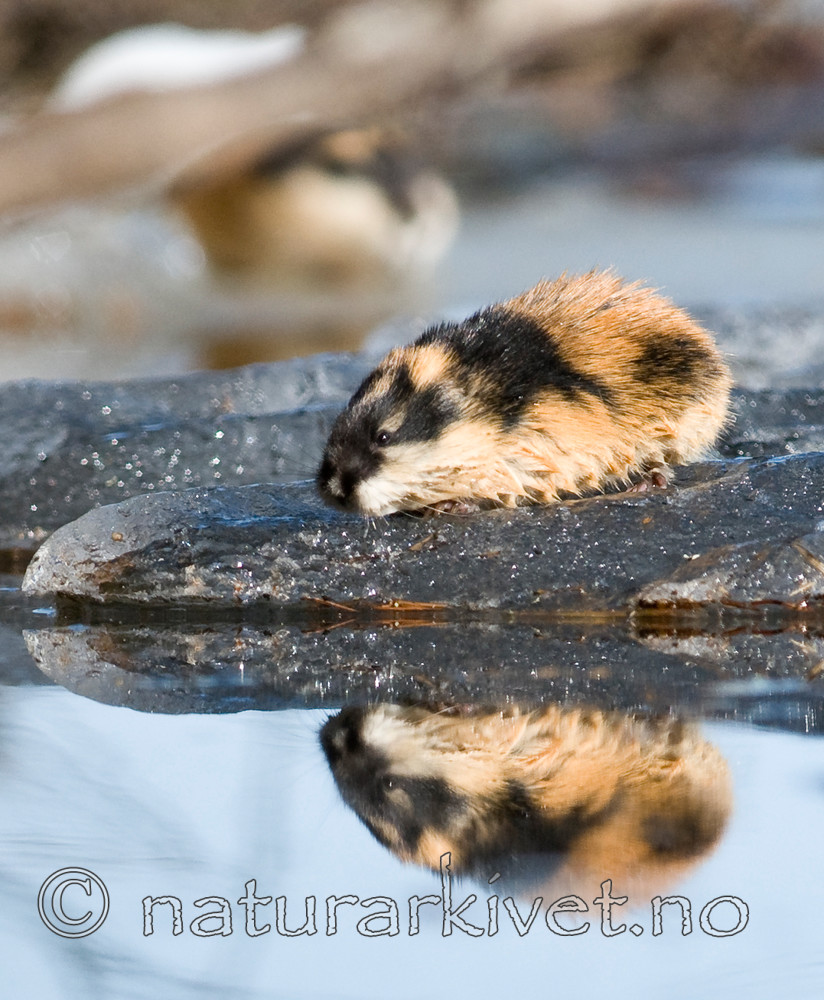 BB 11 0056 / Lemmus lemmus / Lemen