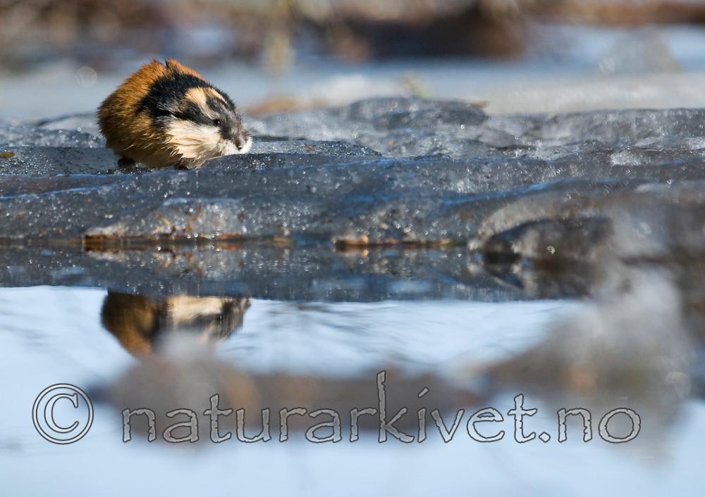 BB 11 0059 / Lemmus lemmus / Lemen