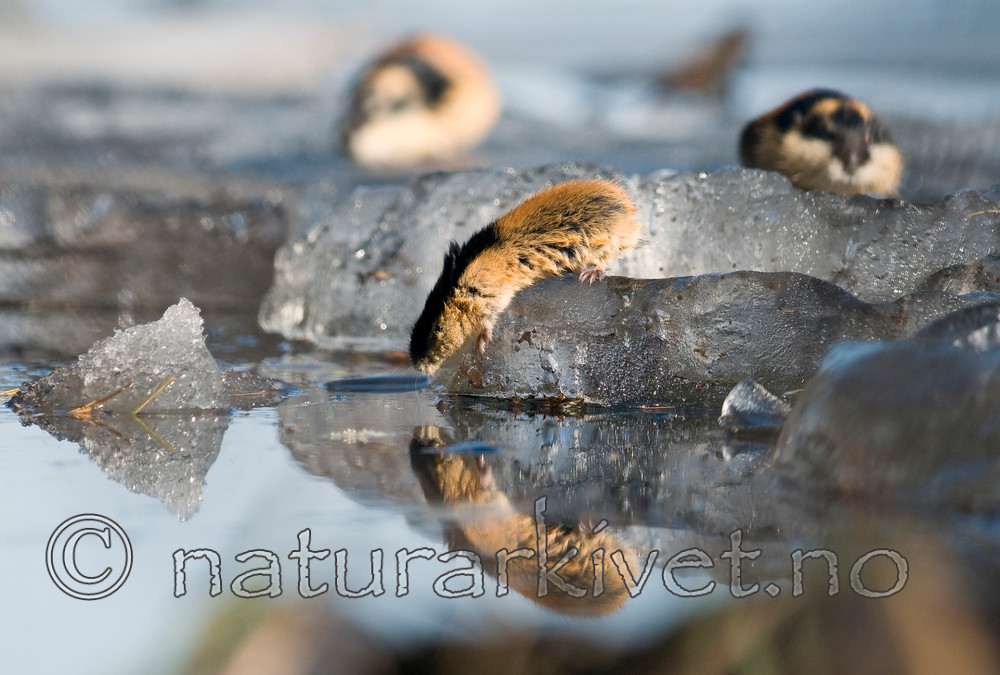 BB 11 0060 / Lemmus lemmus / Lemen