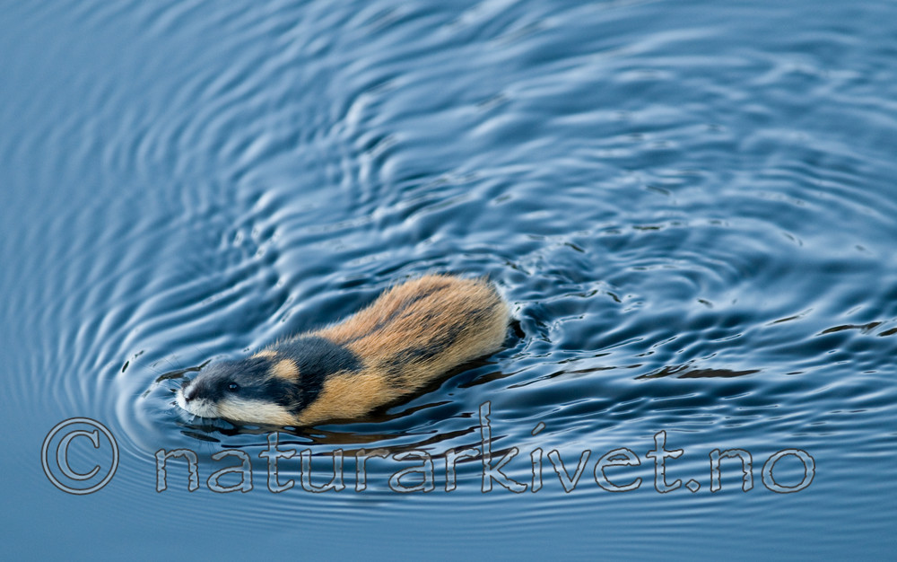 BB 11 0069 / Lemmus lemmus / Lemen