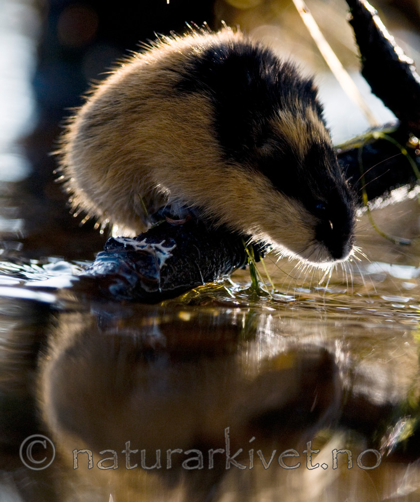 BB 11 0071 / Lemmus lemmus / Lemen