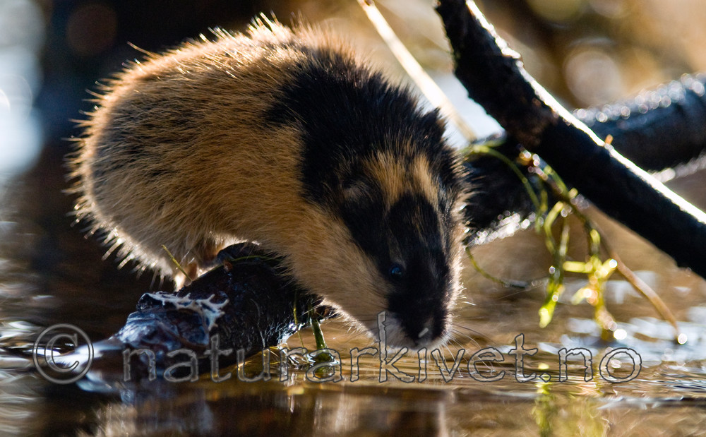 BB 11 0072 / Lemmus lemmus / Lemen