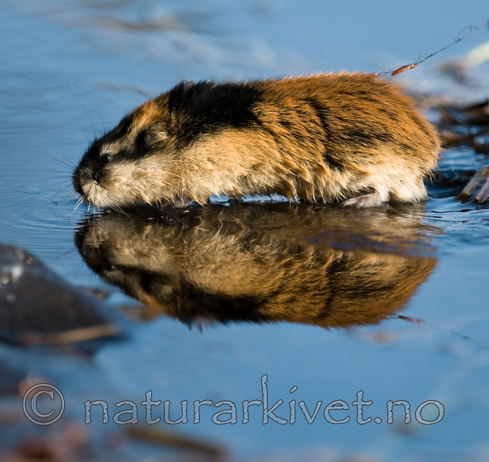 BB 11 0075 / Lemmus lemmus / Lemen