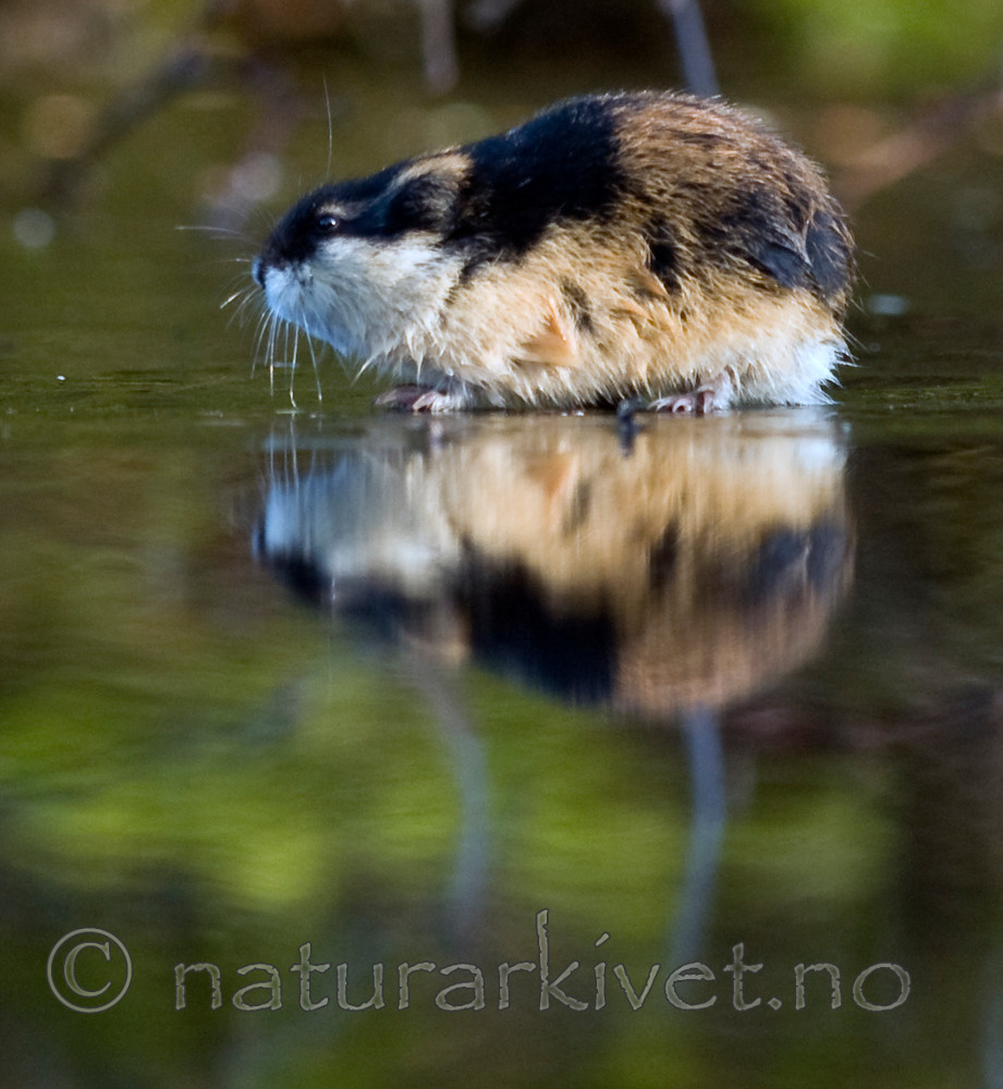 BB 11 0076 / Lemmus lemmus / Lemen