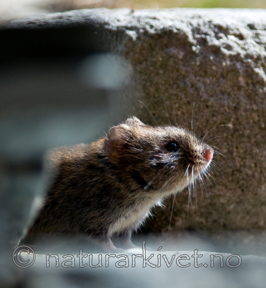 BB 11 0089 / Myodes glareolus / Klatremus