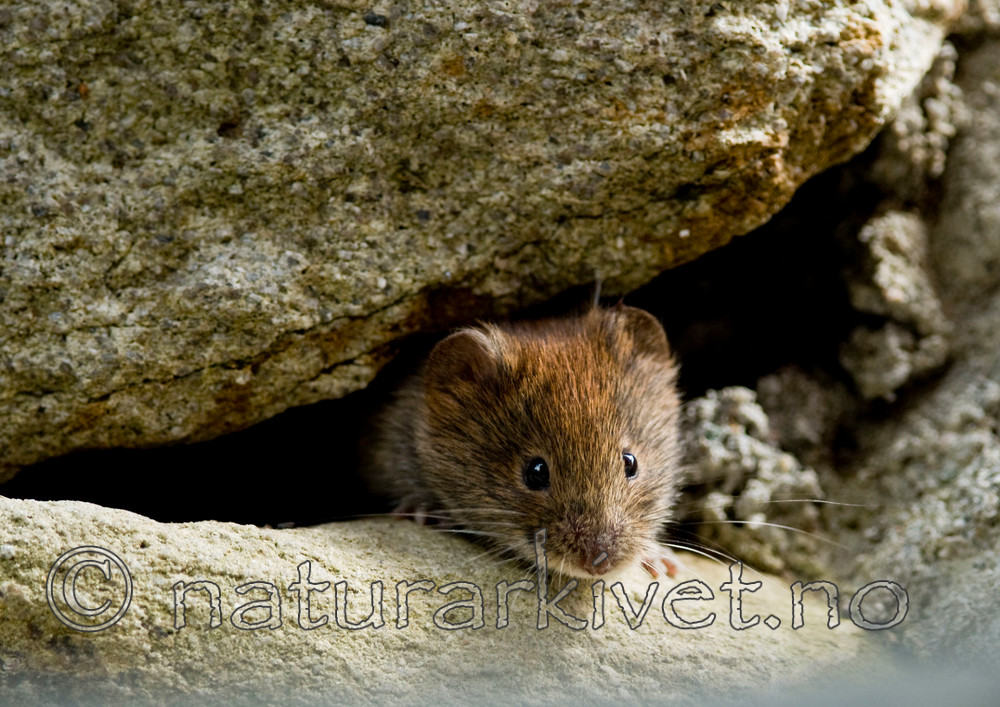 BB 11 0092 / Myodes glareolus / Klatremus