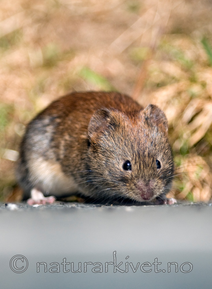 BB 11 0093 / Myodes glareolus / Klatremus