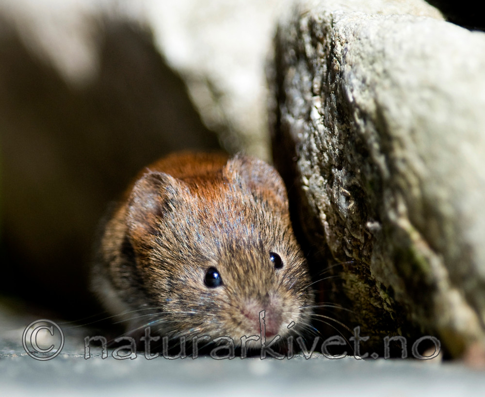 BB 11 0094 / Myodes glareolus / Klatremus