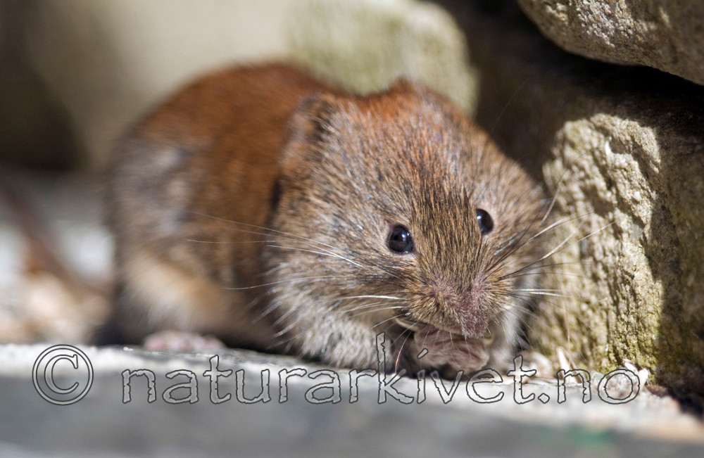 BB 11 0095 / Myodes glareolus / Klatremus