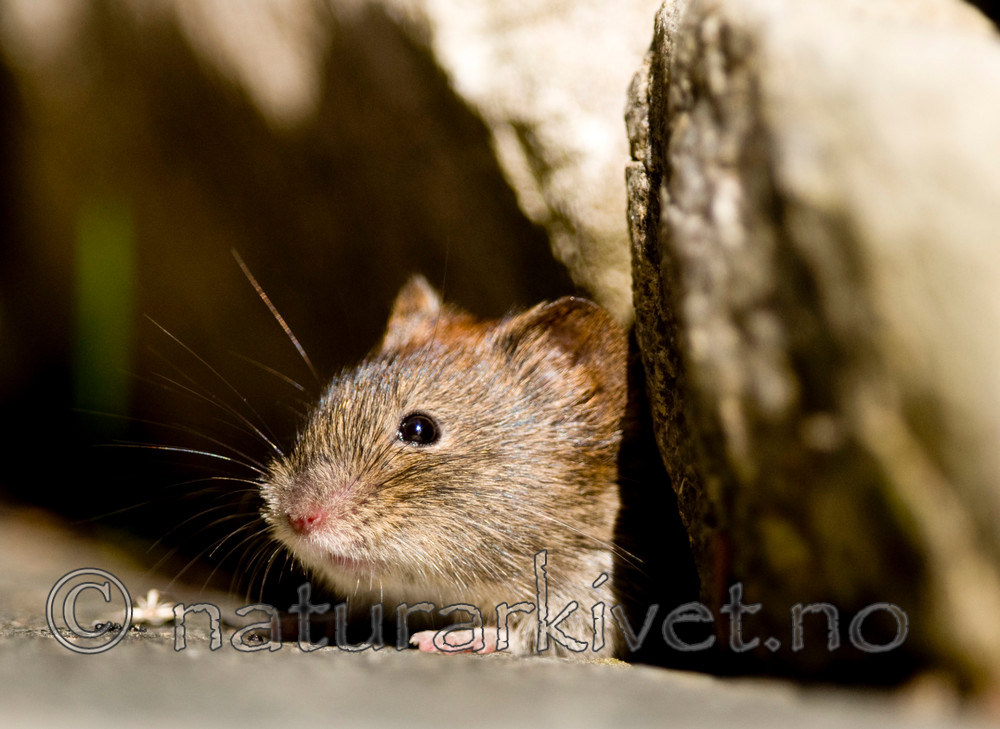 BB 11 0096 / Myodes glareolus / Klatremus