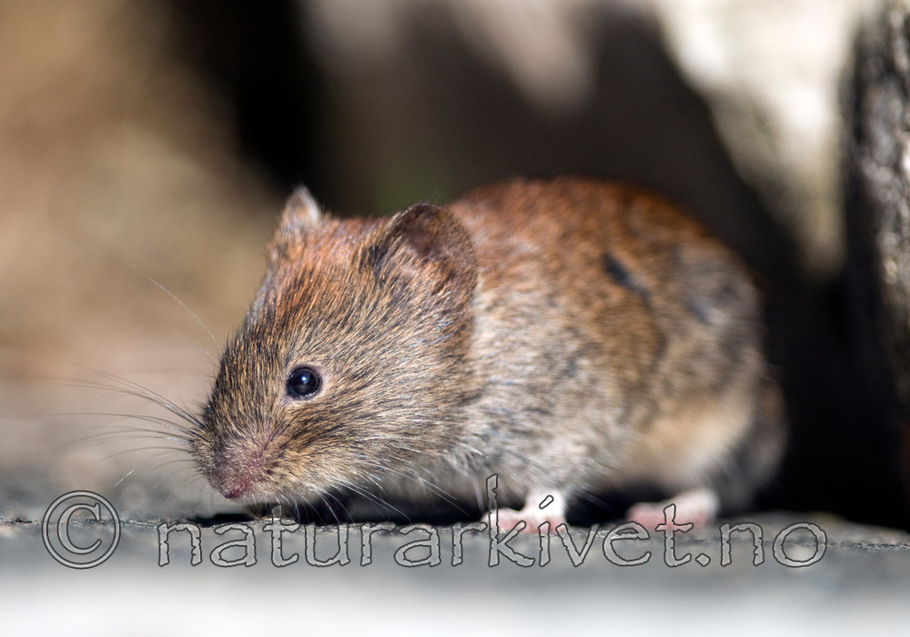 BB 11 0097 / Myodes glareolus / Klatremus