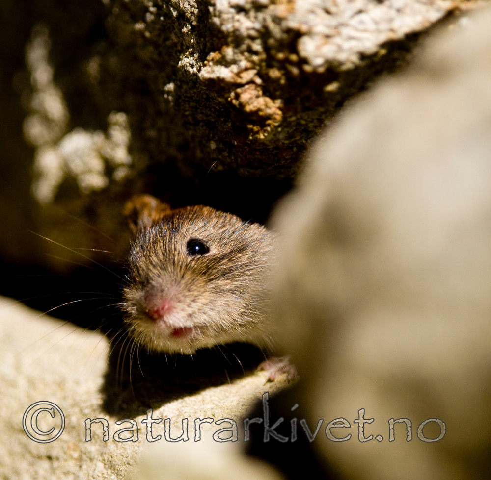 BB 11 0098 / Myodes glareolus / Klatremus