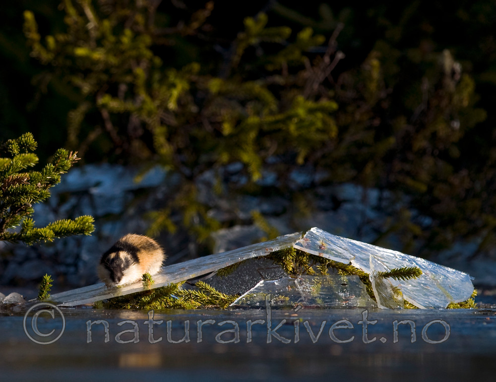 BB 11 0100 / Lemmus lemmus / Lemen