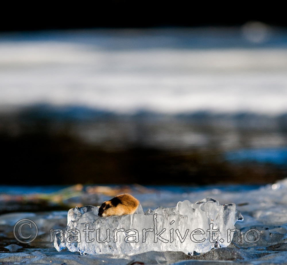 BB 11 0101 / Lemmus lemmus / Lemen