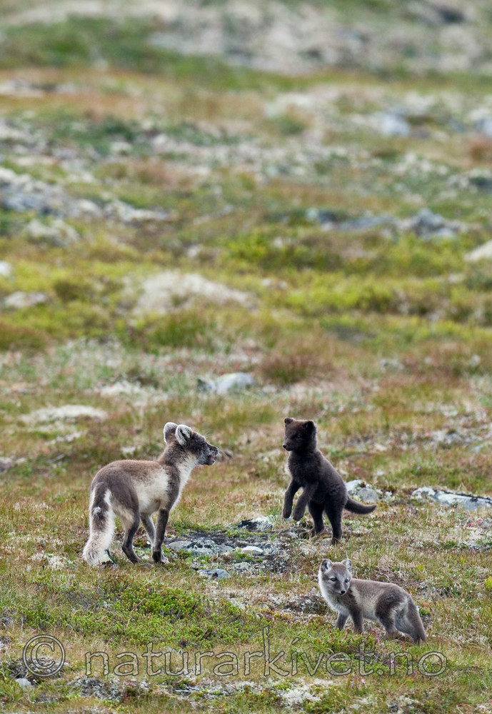 BB 11 0114 / Vulpes lagopus / Fjellrev