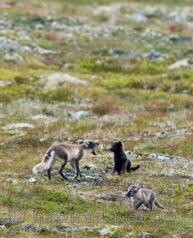 BB 11 0115 / Vulpes lagopus / Fjellrev