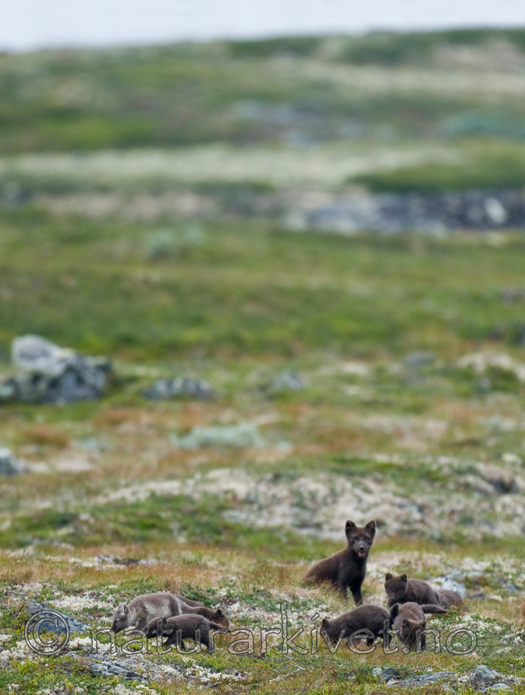 BB 11 0116 / Vulpes lagopus / Fjellrev