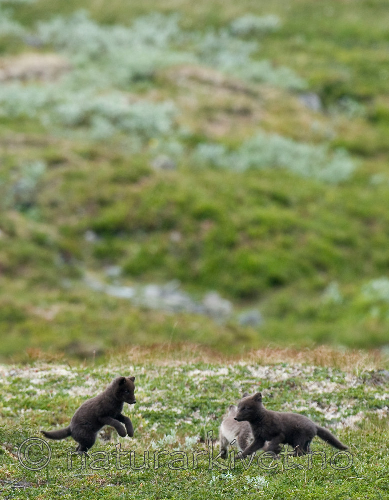 BB 11 0117 / Vulpes lagopus / Fjellrev