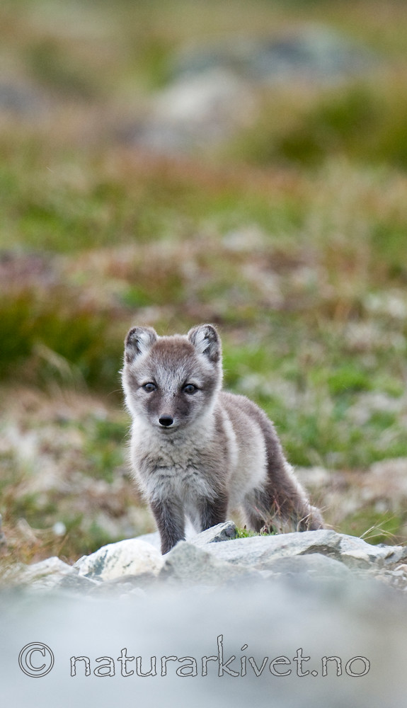 BB 11 0121 / Vulpes lagopus / Fjellrev