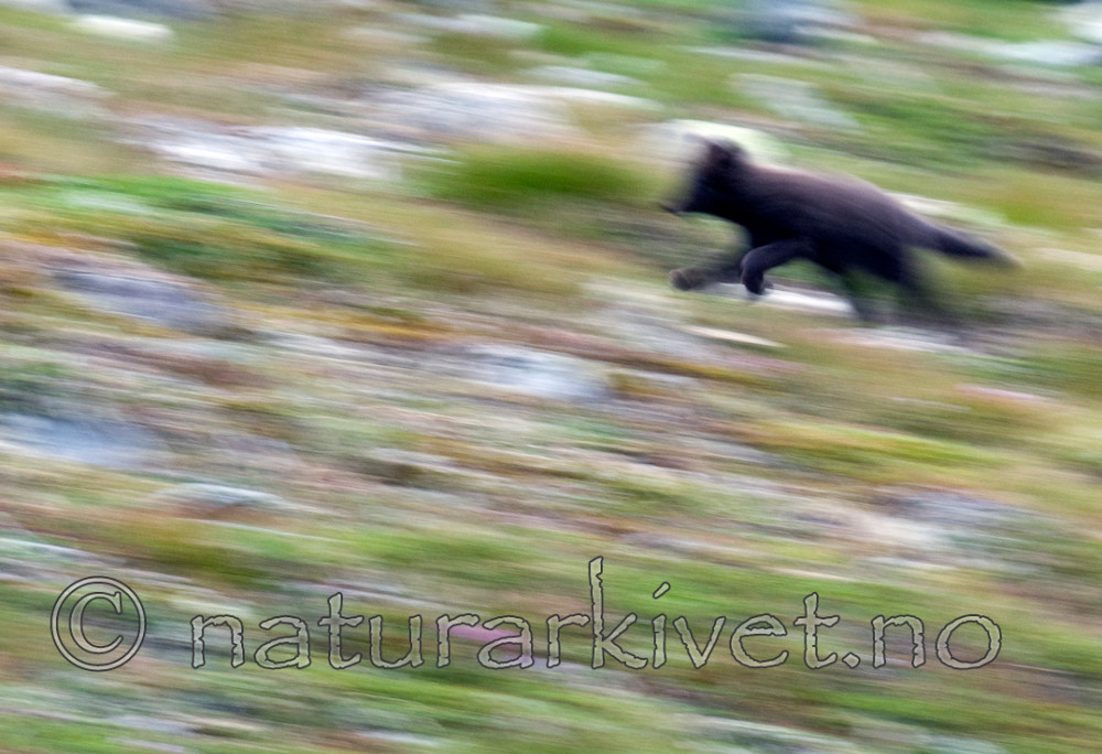 BB 11 0122 / Vulpes lagopus / Fjellrev