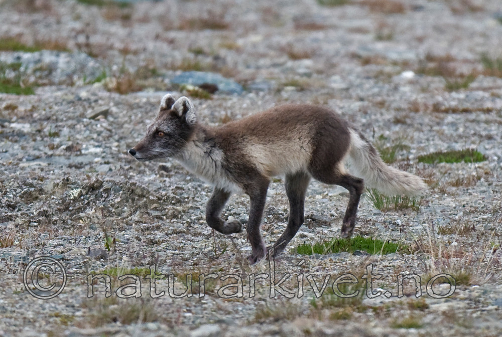 BB 11 0123 / Vulpes lagopus / Fjellrev