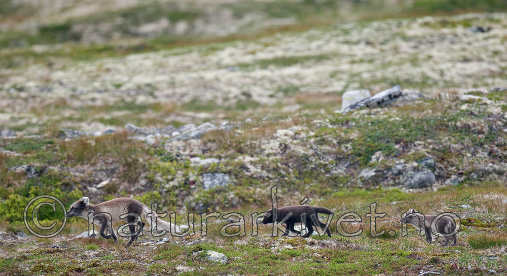 BB 11 0124 / Vulpes lagopus / Fjellrev